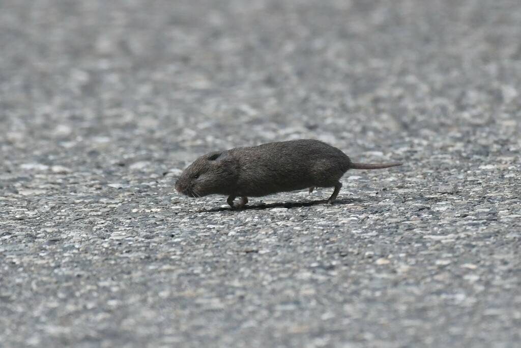 Microtus oregoni (Creeping Vole), California species