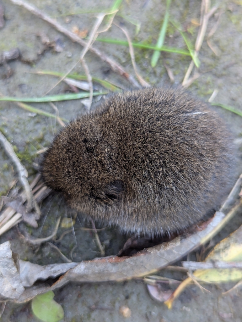 Microtus townsendii (Townsend's Vole), California species
