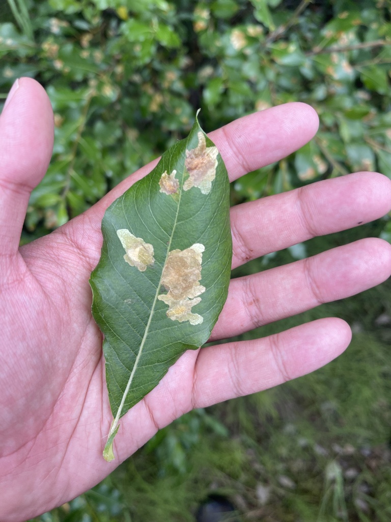 Micrurapteryx salicifoliella (Willow Leafblotch Miner Moth), California species