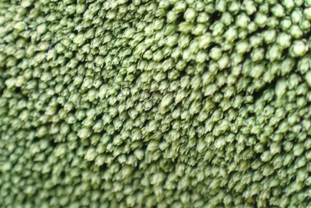 Mielichhoferia elongata (elongate copper moss), California species