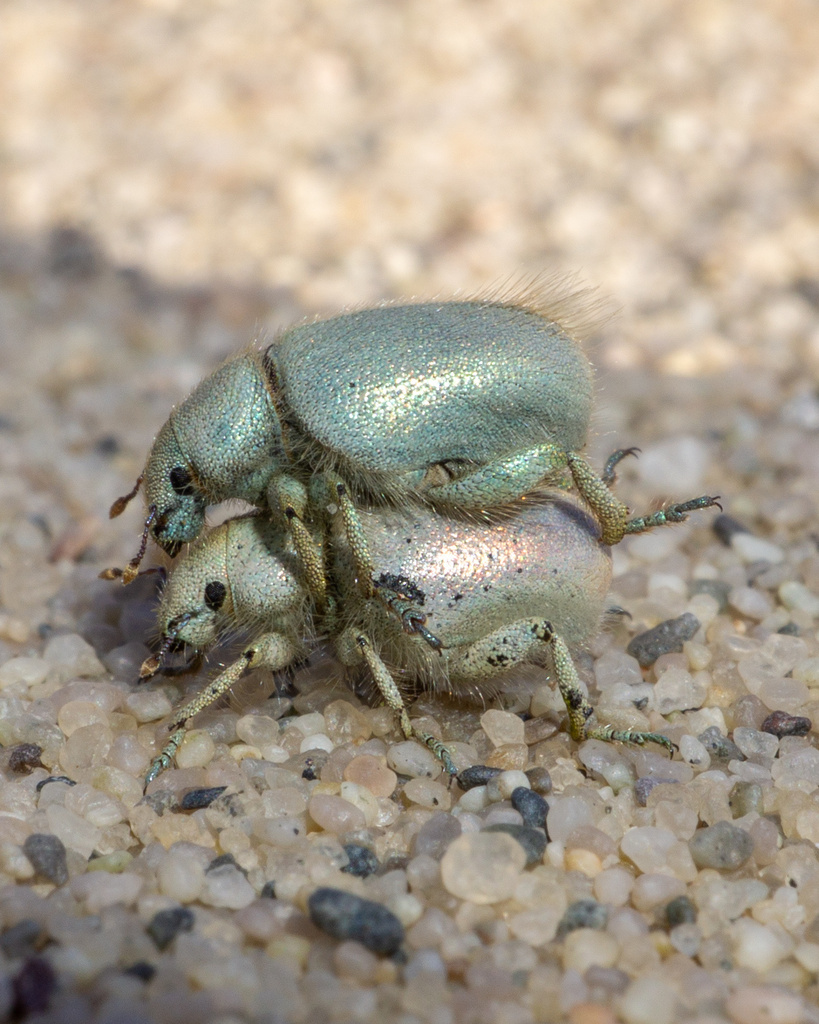 Miloderes nelsoni (Nelson's Miloderes Weevil), California species