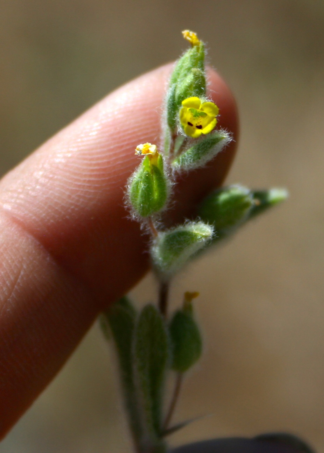 Mimetanthe pilosa, native California herb