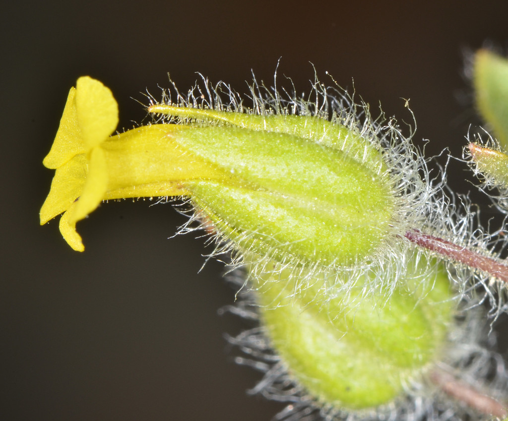 Mimetanthe sp. (Downy mimetanthe), California annual