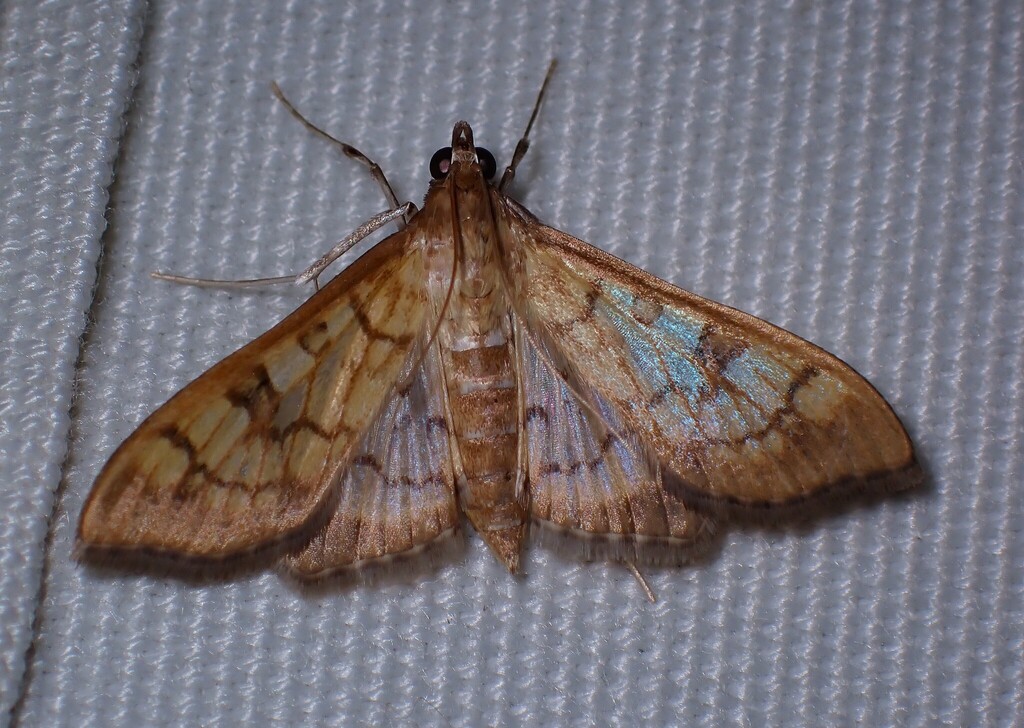 Mimorista subcostalis, California species