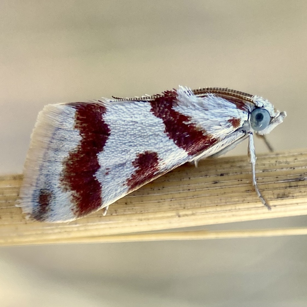 Mimoschinia rufofascialis (Rufous-banded Crambid Moth), California species