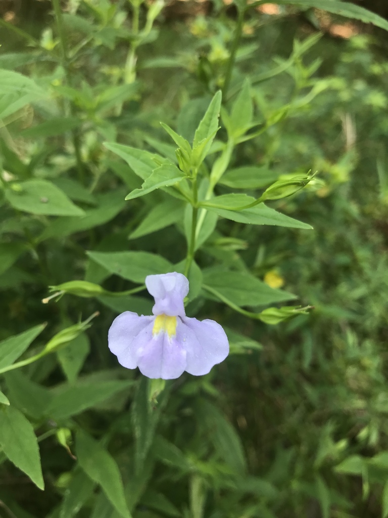 Mimulus ringens (Allegheny monkeyflower), native California herb