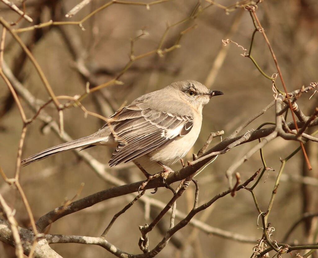 Mimus polyglottos (Northern Mockingbird), California species