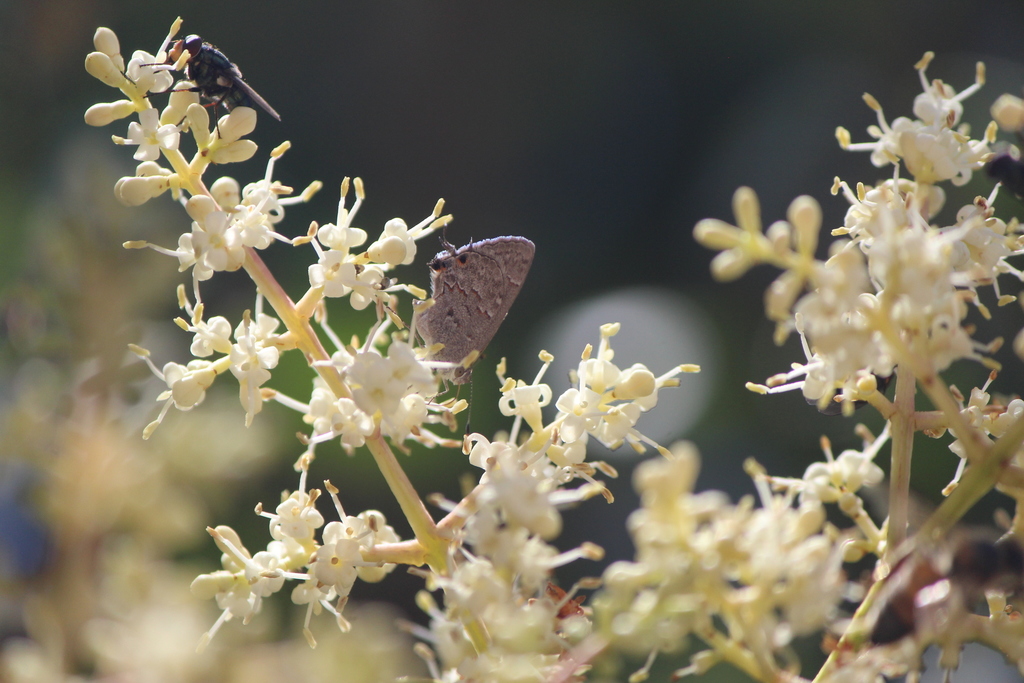 Ministrymon leda (Leda Ministreak), California species