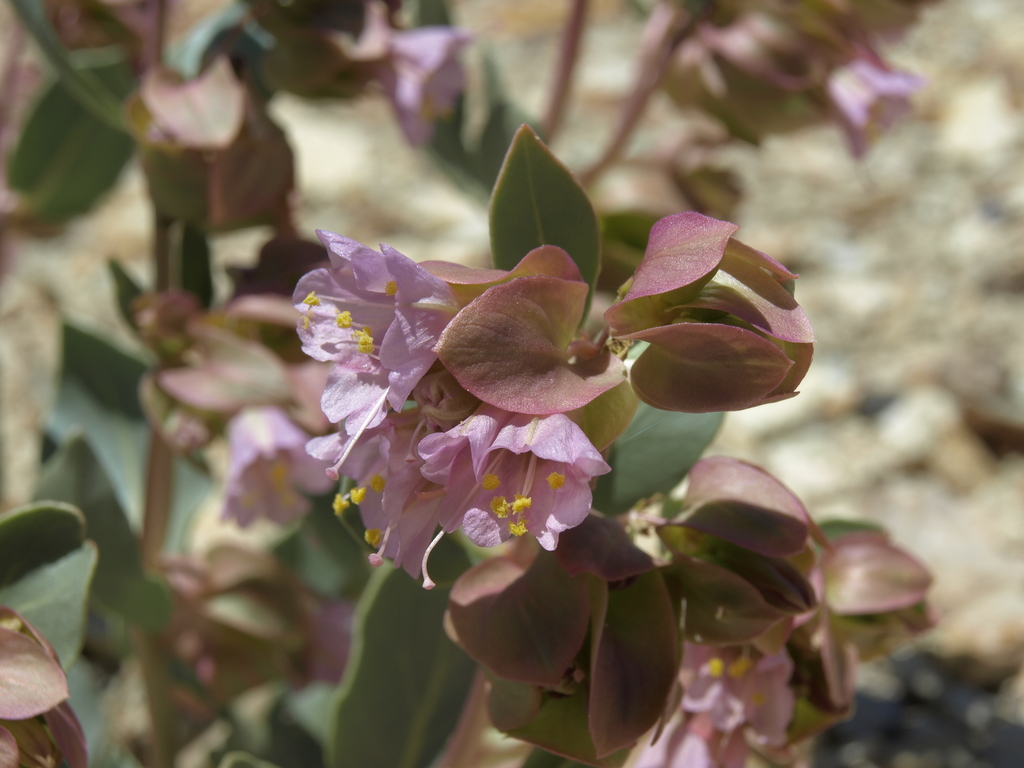 Mirabilis alipes (Winged four o'clock), native California subshrub