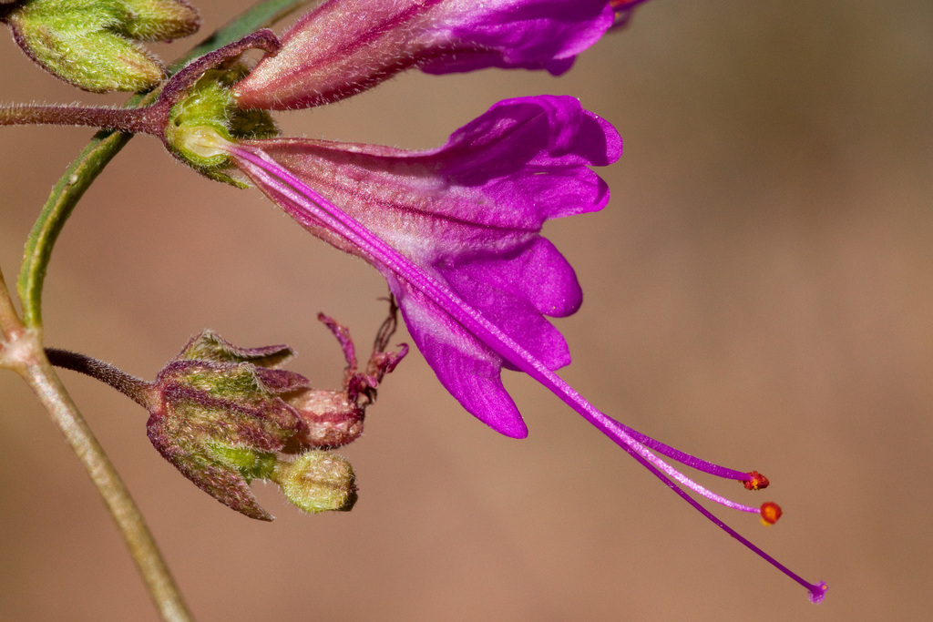 Mirabilis coccinea (Red four o'clock), native California herb