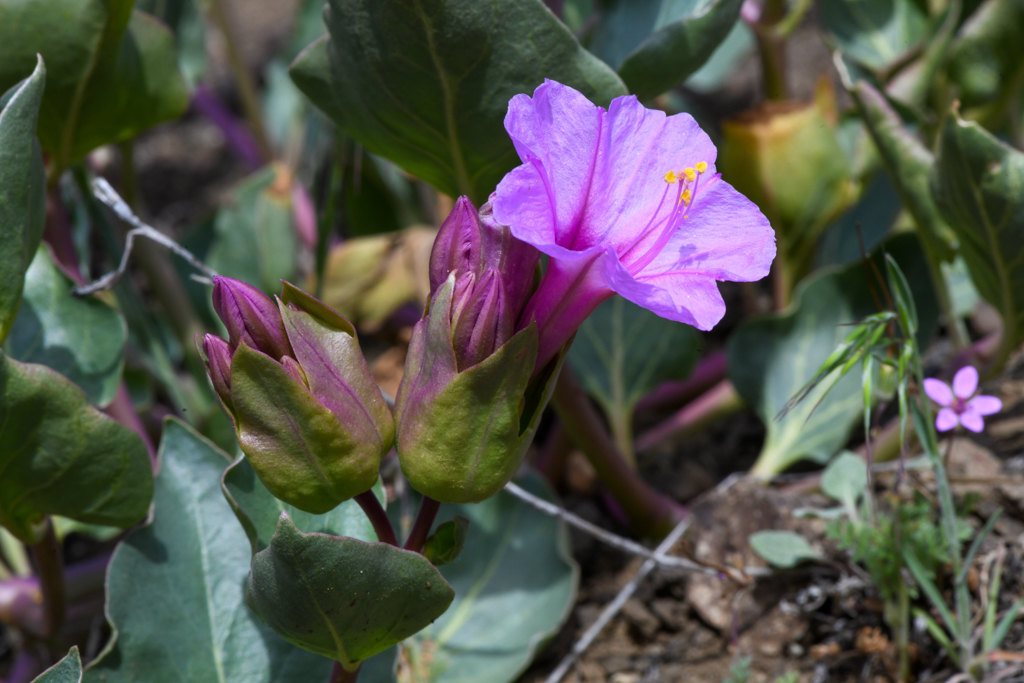 Mirabilis greenei (Greene's four o'clock), native California herb
