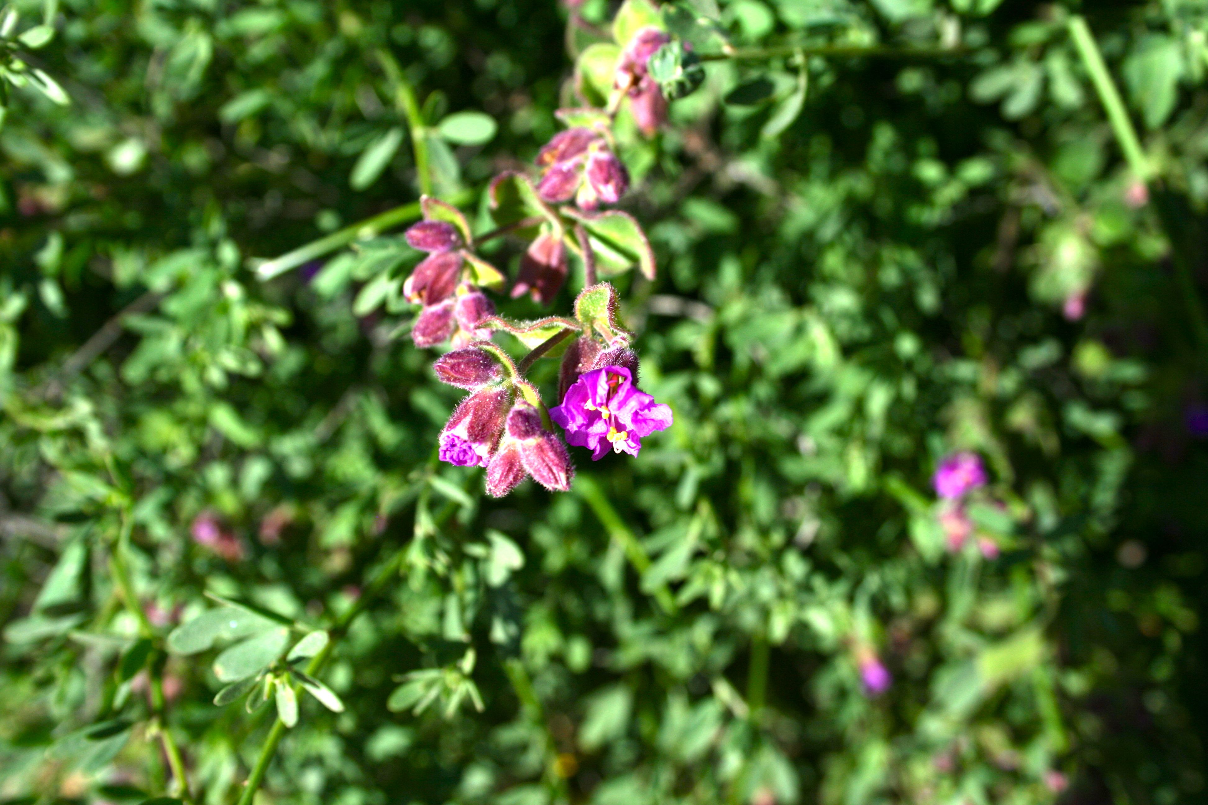 Mirabilis laevis var. crassifolia (Wishbone bush), native California subshrub