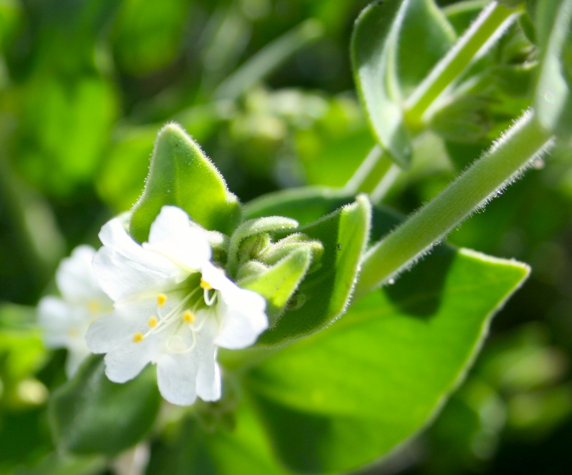 Mirabilis laevis var. retrorsa (Wishbone bush), native California subshrub