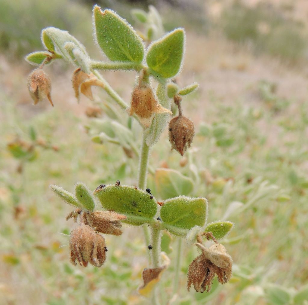 Mirabilis laevis (Desert wishbone bush), native California subshrub