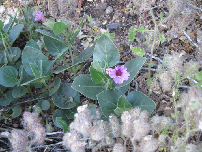 Mirabilis multiflora var. pubescens (Colorado four o'clock), native California subshrub