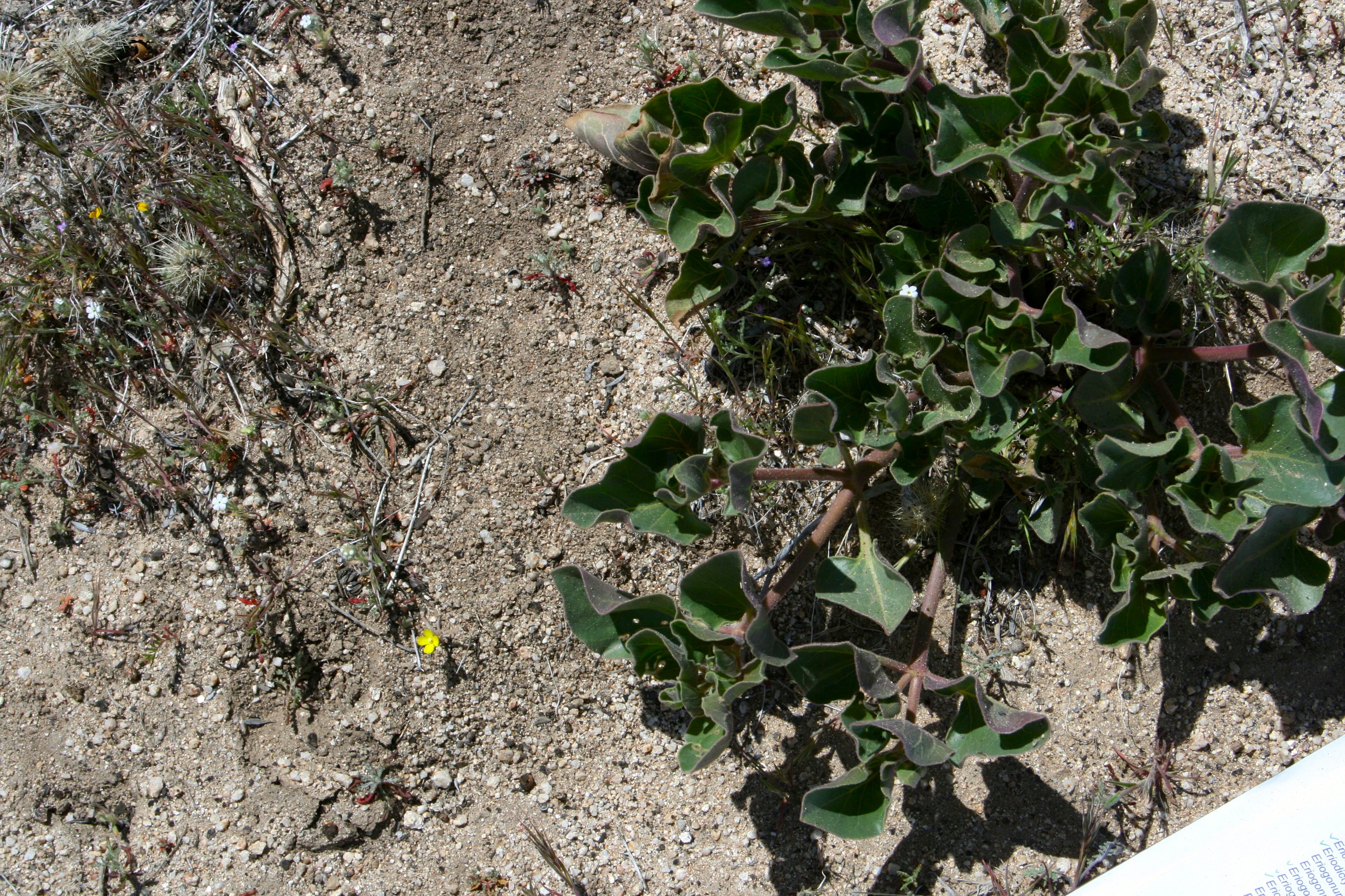 Mirabilis multiflora (Colorado four o'clock), native California subshrub