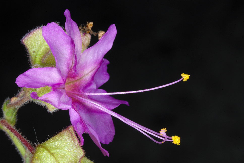 Mirabilis nyctaginea (Heart leaf four o'clock), non-native California herb
