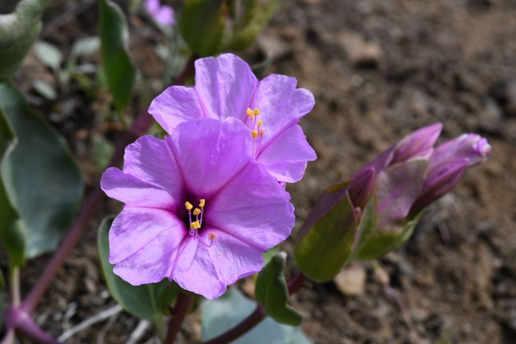 Mirabilis sp. (Four o'clock), non-native California perennial