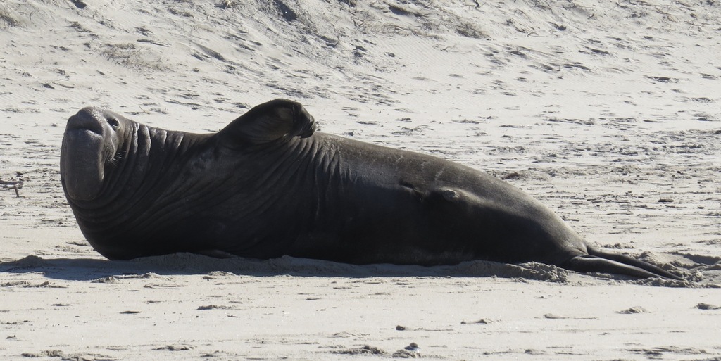Mirounga angustirostris (Northern Elephant Sea), California species