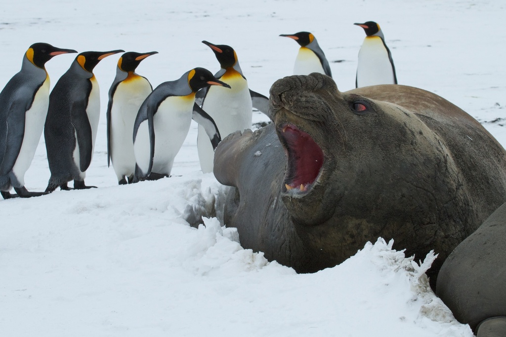 Mirounga anustirostris (Northern Elephant Seal), California species