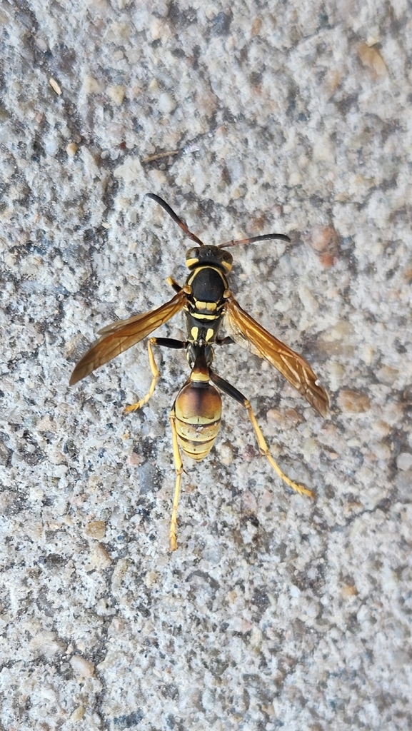 Mischocyttarus flavitarsis (Western Paper Wasp), California species