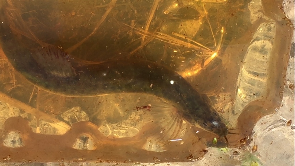 Misgurnus anguillicaudatus (Oriental weatherfish), California species