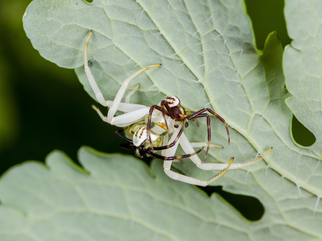 Misumena vatia (Goldenrod Crab Spider), California species