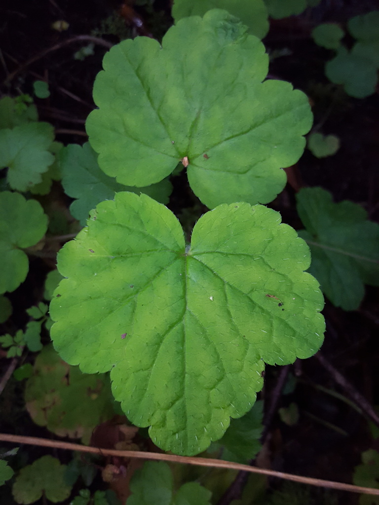 Mitellastra caulescens (Leafy-stemmed mitrewort), native California herb