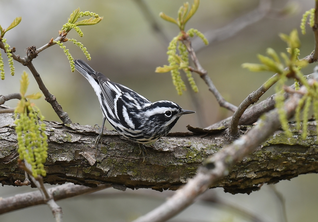Mniotilta varia (Black-and-white Warbler), California species