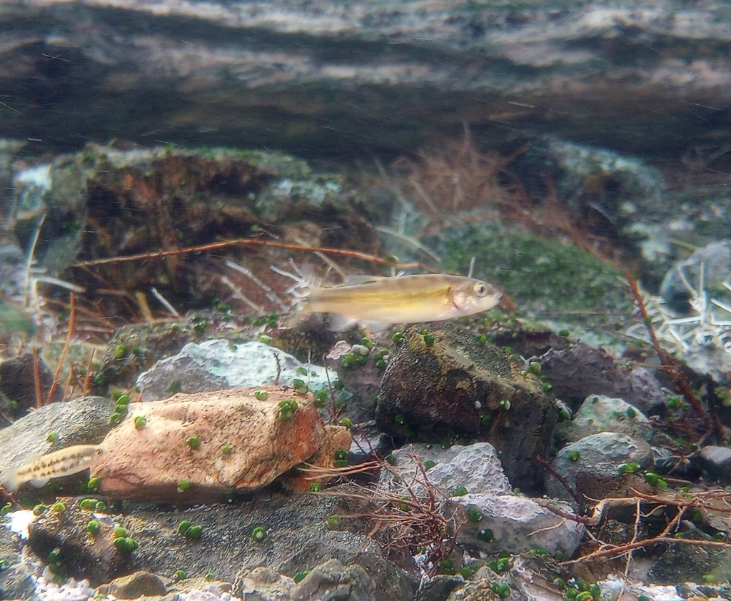 Moapa coriacea (Moapa dace), California species