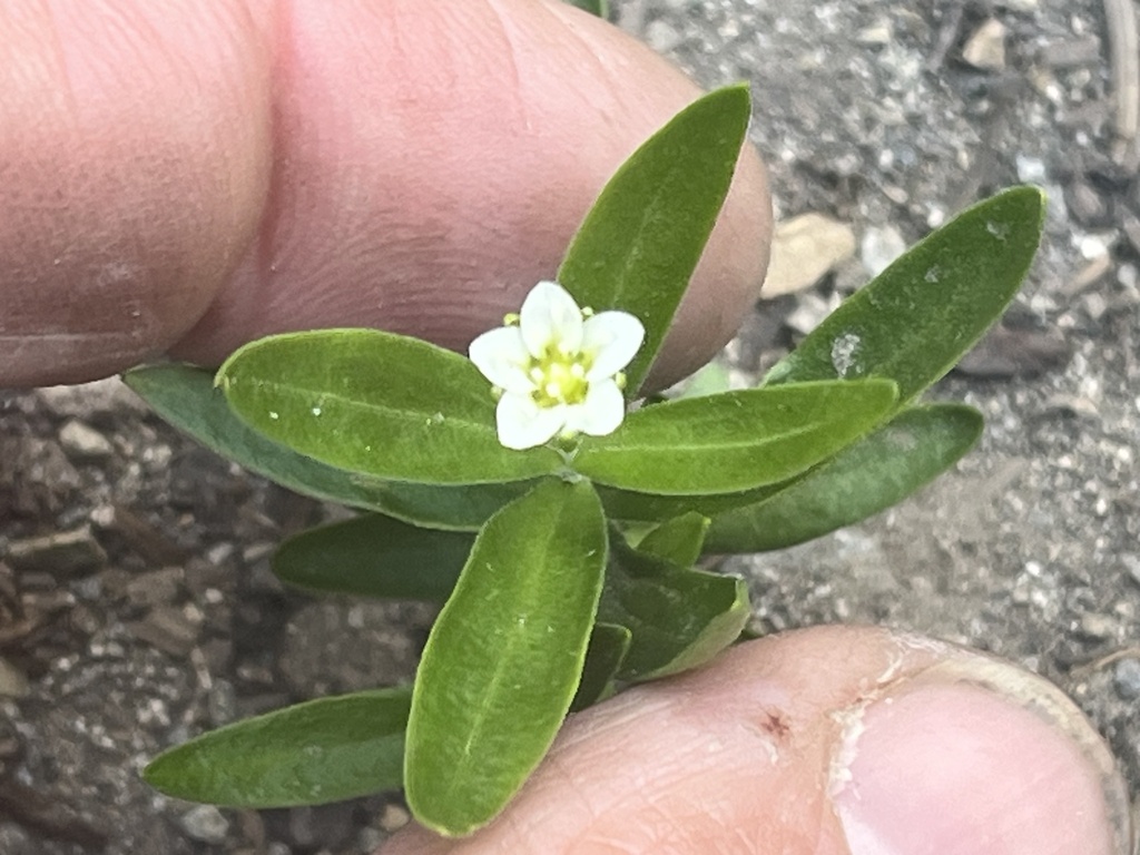 Moehringia macrophylla (Large-leaved sandwort), native California herb