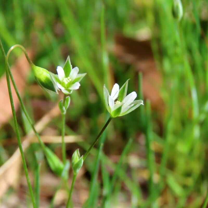 Moenchia erecta subsp. erecta (Upright chickweed), non-native California annual