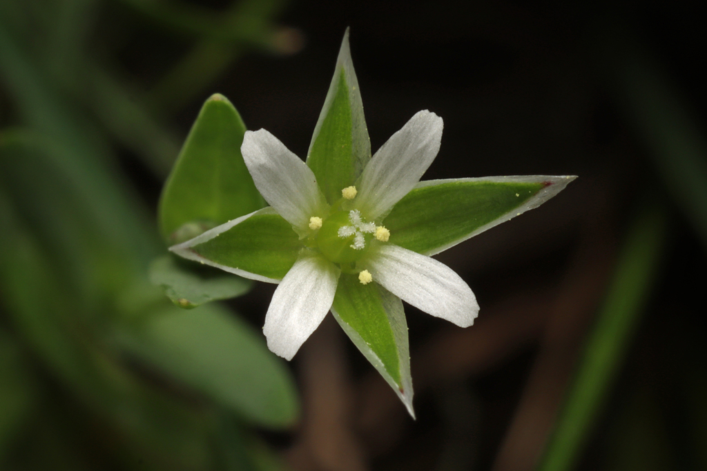 Moenchia sp., non-native California annual