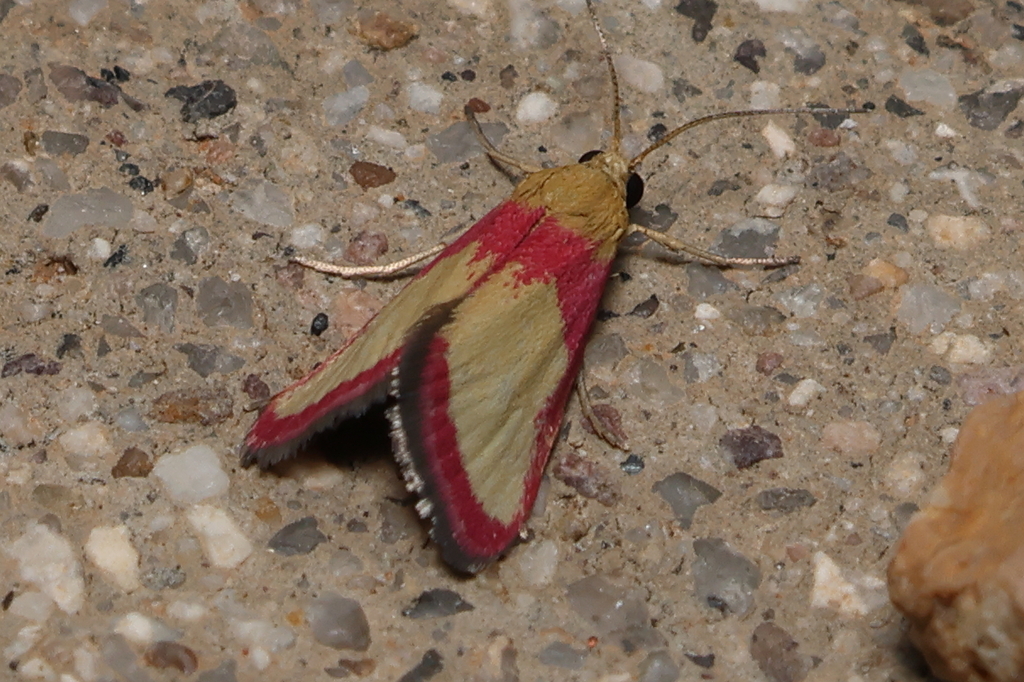 Mojavia achemonalis, California species