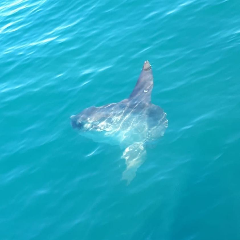 Mola mola (Common Mola), California species