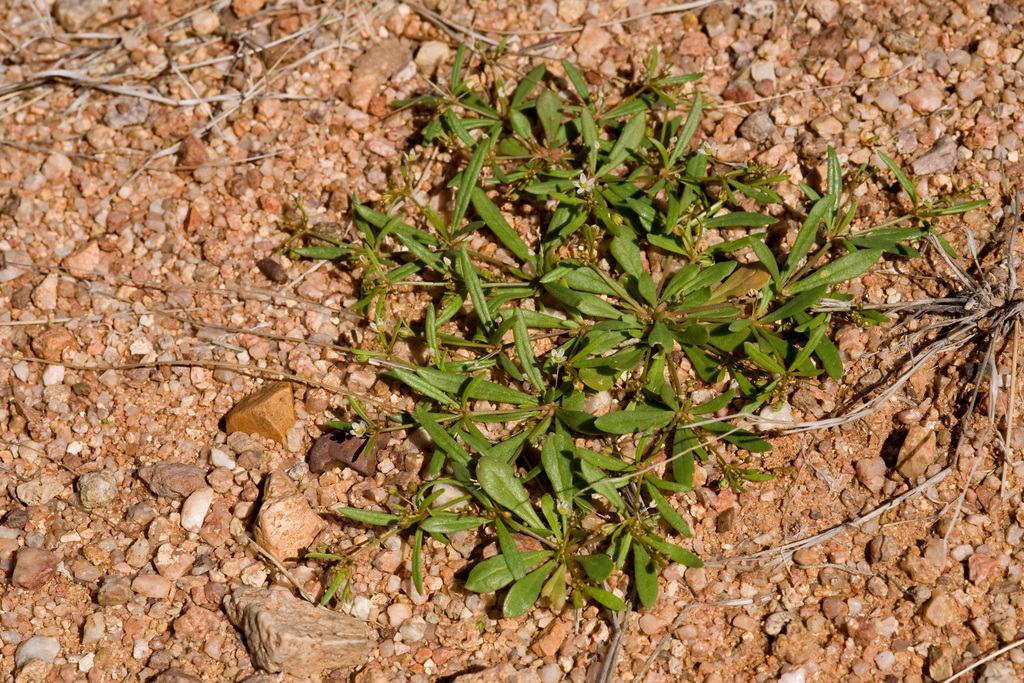 Mollugo verticillata (Green carpetweed), non-native California herb