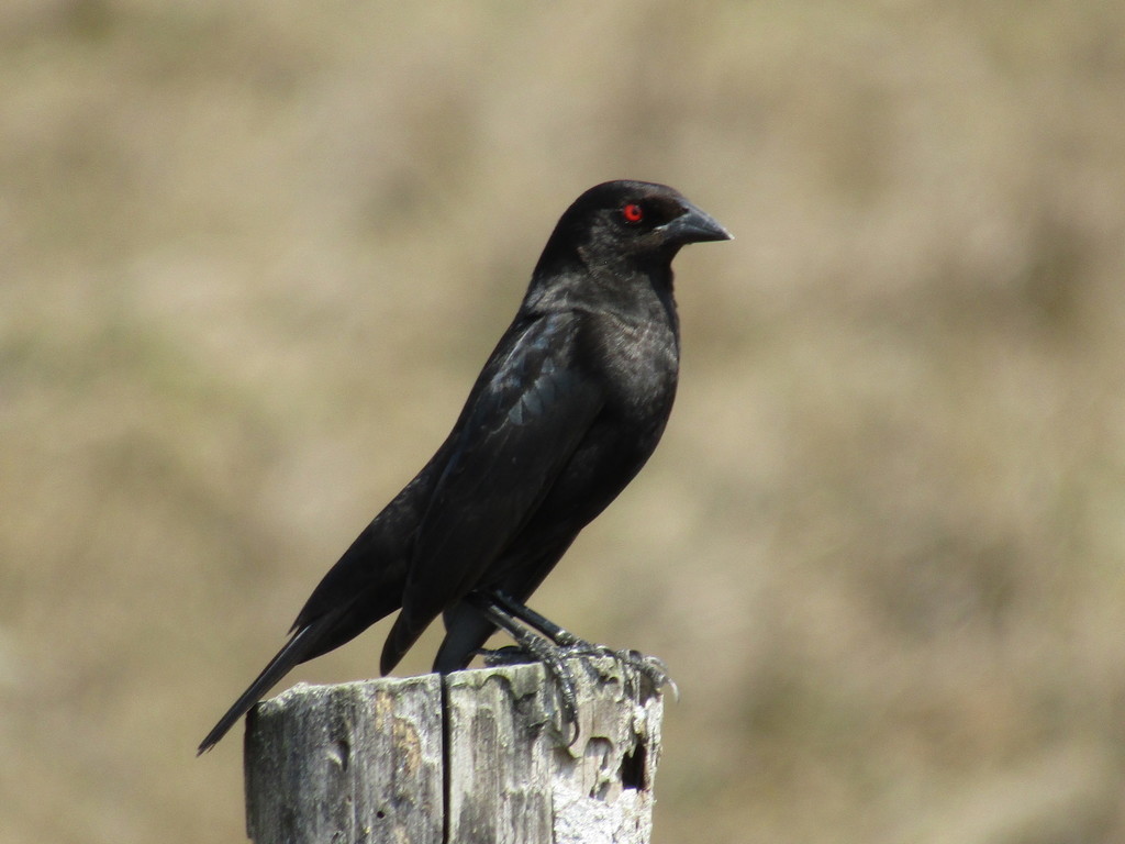 Molothrus aeneus (Bronzed Cowbird), California species