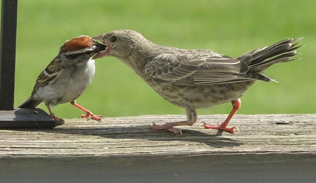 Molothrus ater (Brown-headed Cowbird), California species