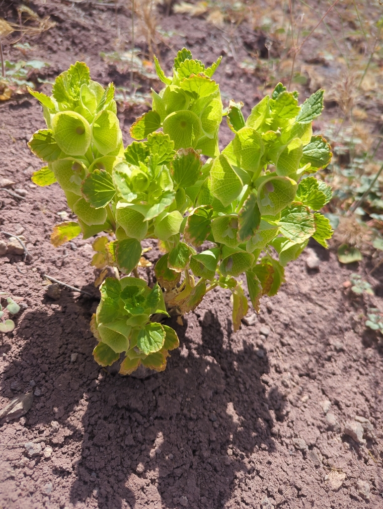 Moluccella laevis (Shell flower), non-native California herb