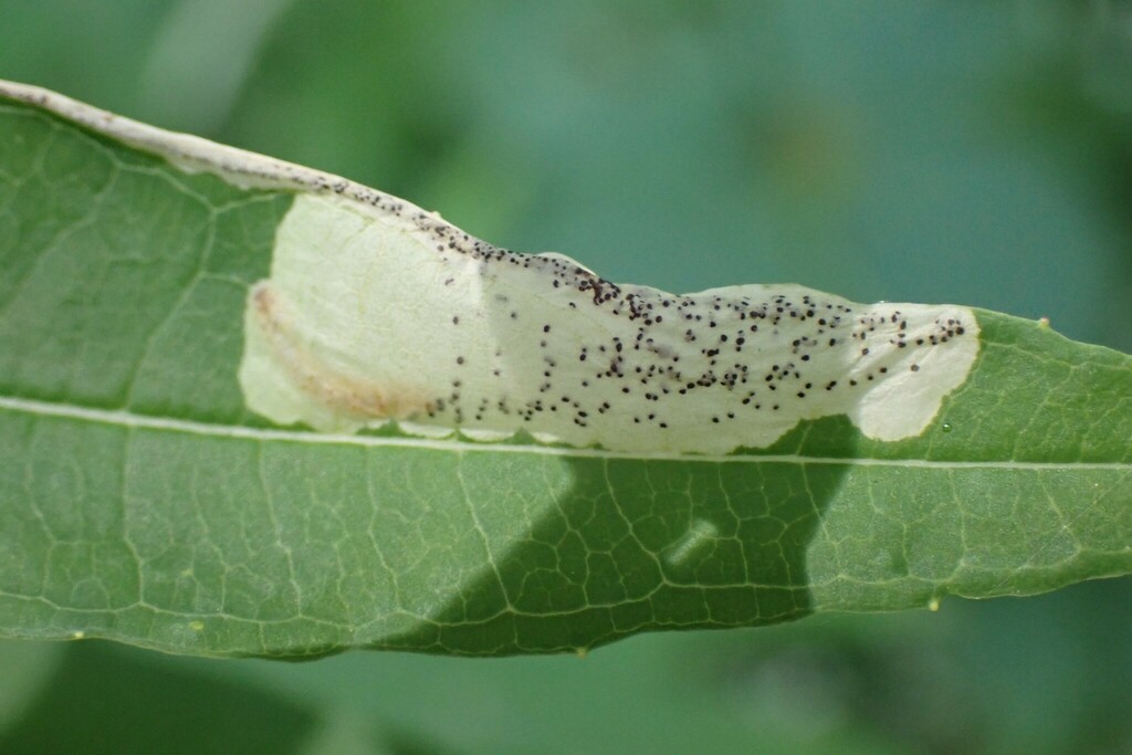 Mompha murtfeldtella, California species