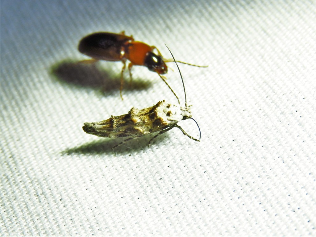 Mompha rufocristatella, California species