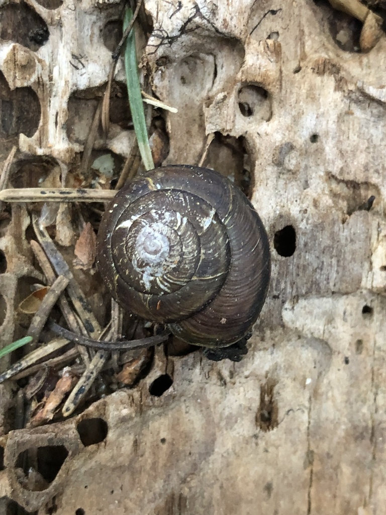 Monadenia chaceana (Siskiyou Shoulderband), California species