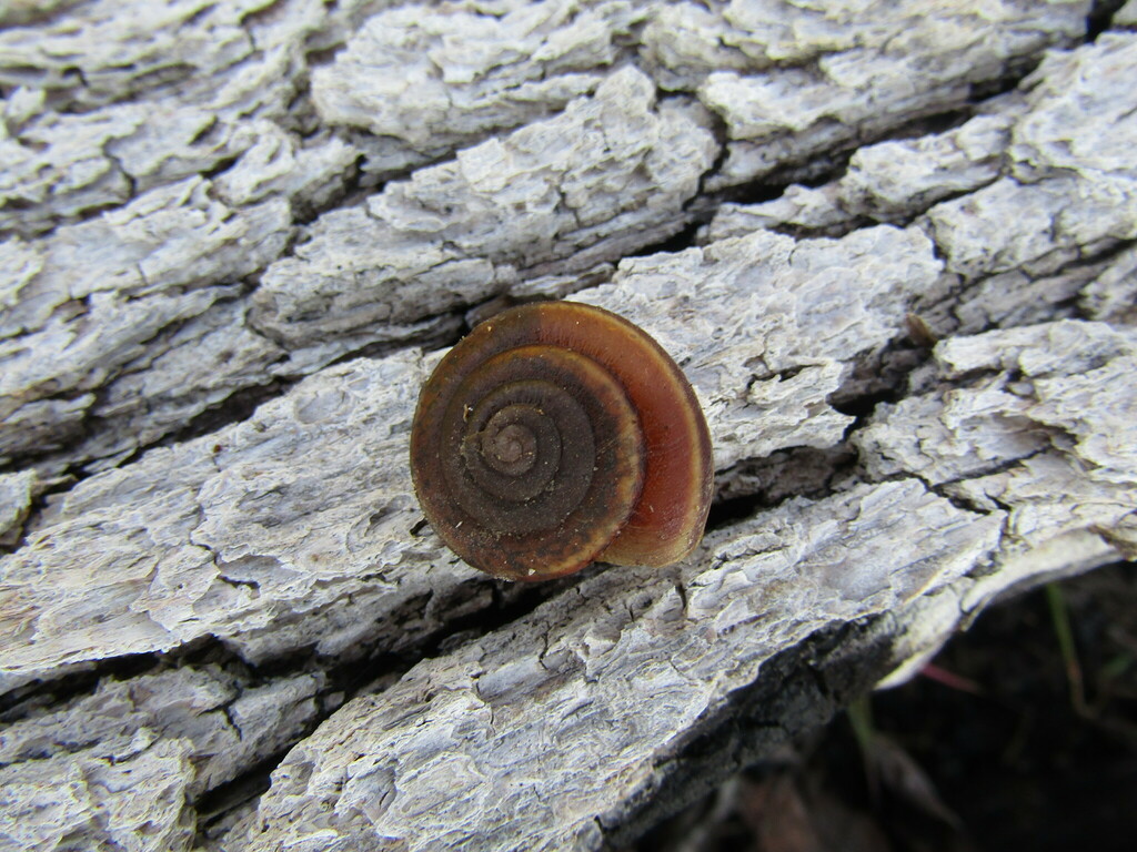 Monadenia churchi (Klamath Sideband), California species