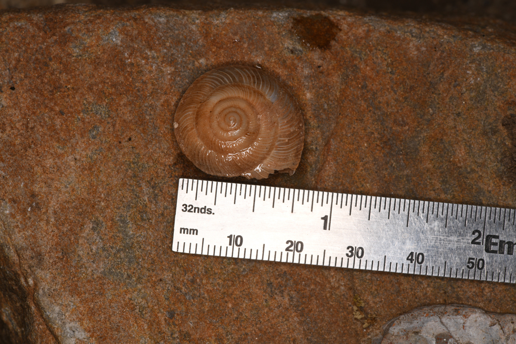 Monadenia circumcarinata (Keeled Sideband Snail), California species
