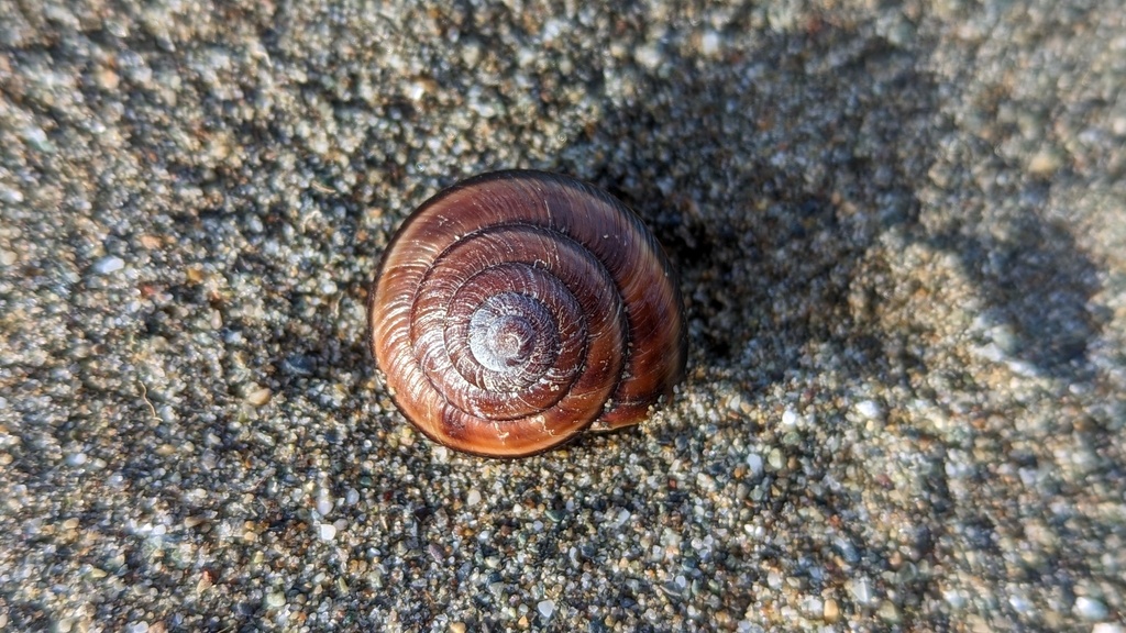 Monadenia fidelis pronotis (Rocky Coast Pacific Sideband), California species