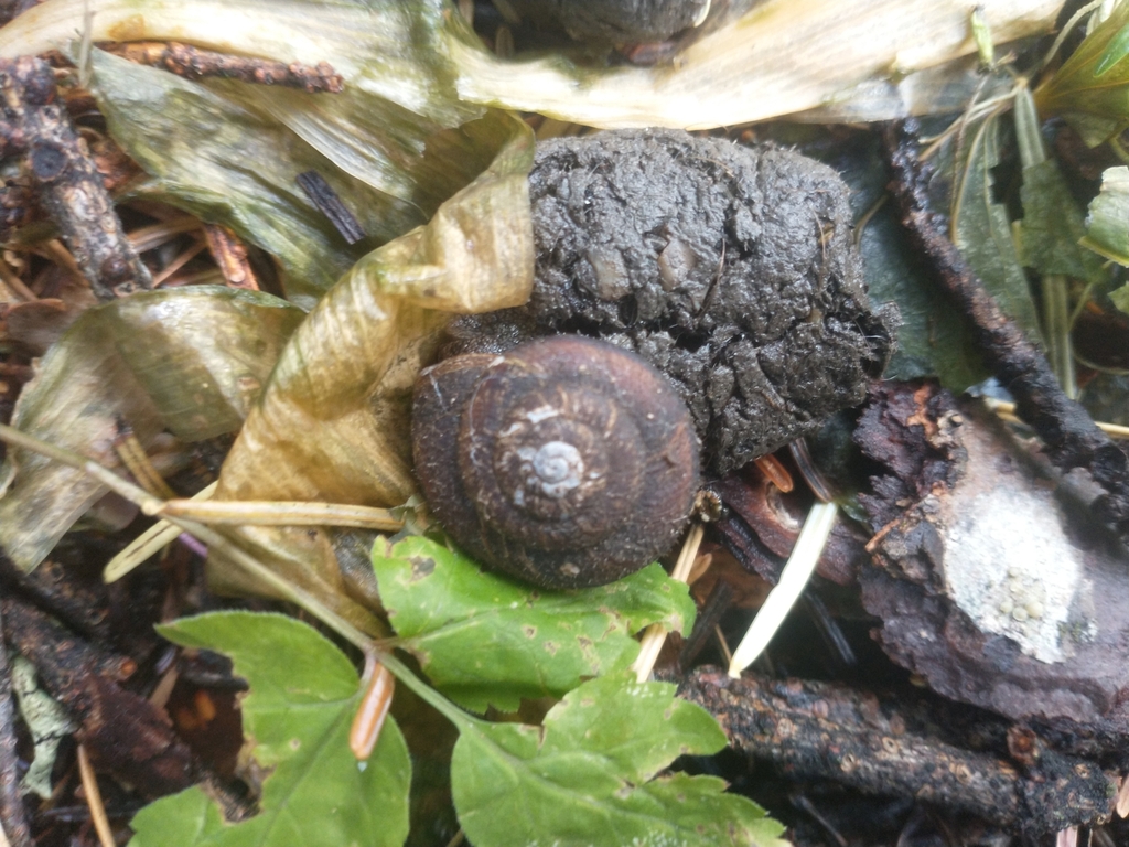 Monadenia marmarotis (Marble Sideband), California species