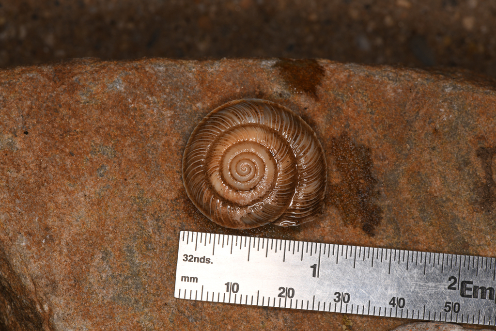 Monadenia troglodytes wintu (Wintu Sideband), California species