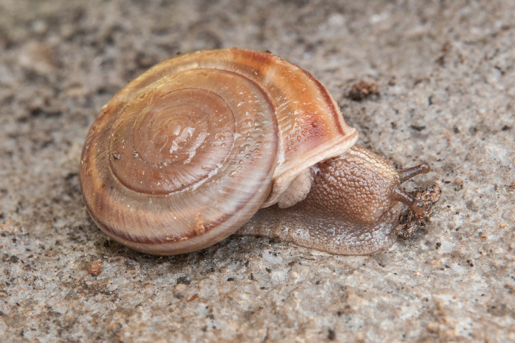 Monadenia troglodytes troglodytes (Shasta Sideband), California species
