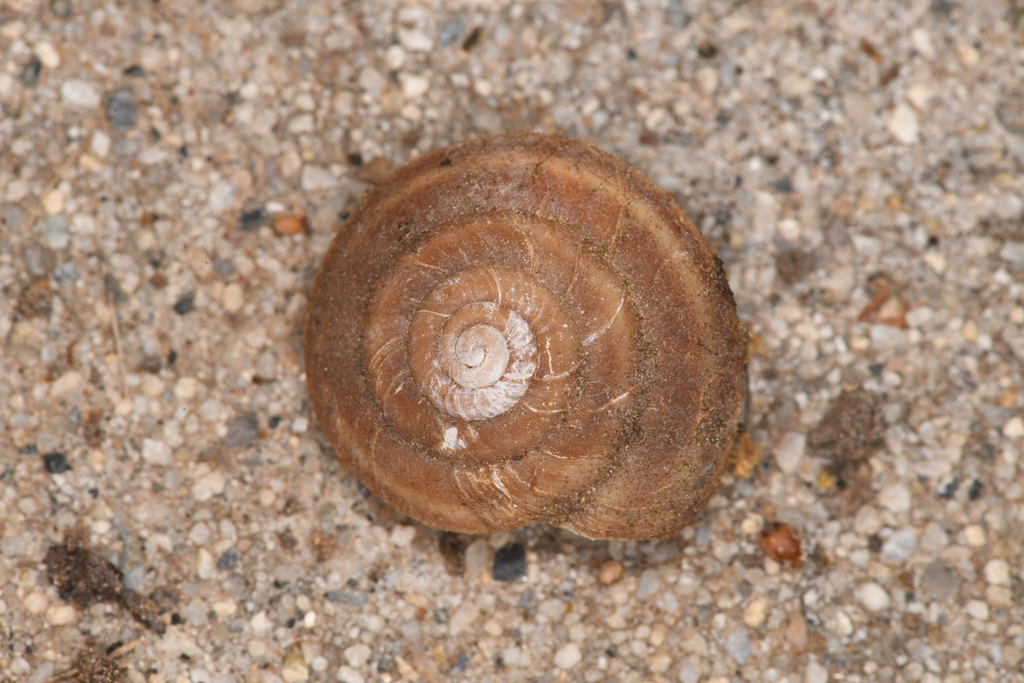 Monadenia tuolumneana (Tuolumne Sideband Snail), California species