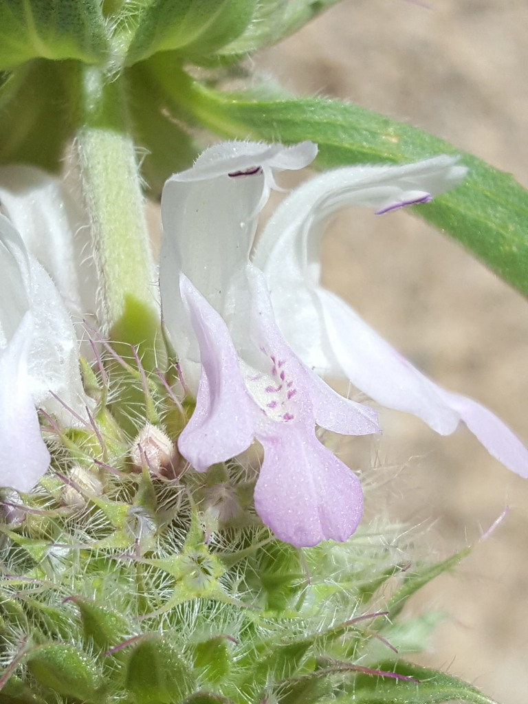 Monarda pectinata (Plains bee balm), native California herb